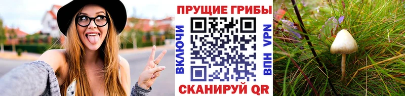 Псилоцибиновые грибы прущие грибы купить наркотики сайты Сунжа
